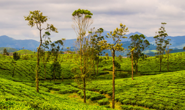 munnar packages