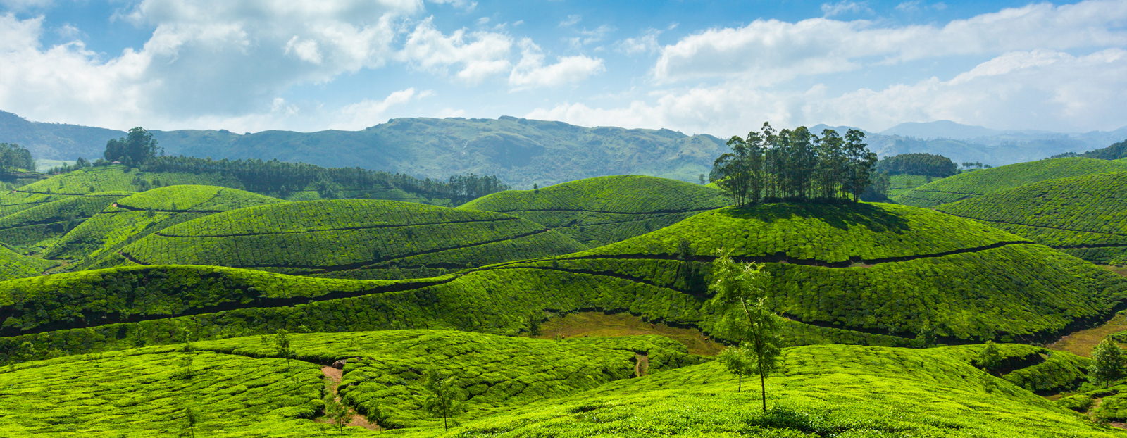 Tour packages munnar